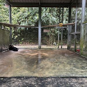 Binturong Exhibit #2