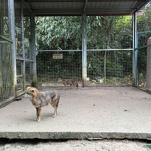 Golden Jackal Exhibit #1