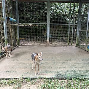 Golden Jackal Exhibit #2