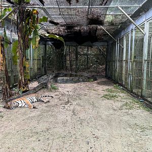 Tiger Cage #1