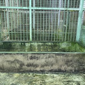 Tiger - holding cage
