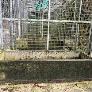 Tiger - holding cage