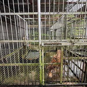 Tiger Cage #2