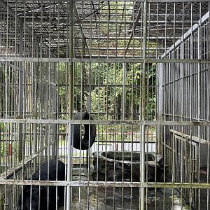 Asiatic Black Bear Cage