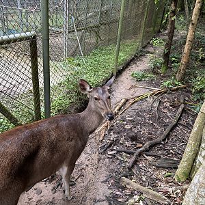 Sambar Deer