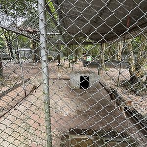 Golden Jackal Exhibit #3