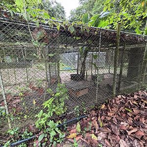 Small-clawed Otter Exhibits #6 + #7