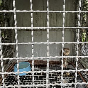 Barn Owl Cage