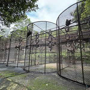 There are 1,200 Crab-eating Macaques