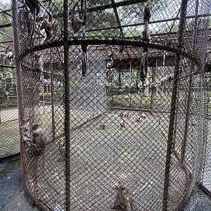 There are 1,200 Crab-eating Macaques