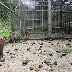 Pig-tailed Macaque Exhibit