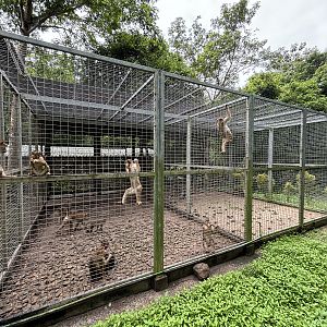 Pig-tailed Macaque Exhibit