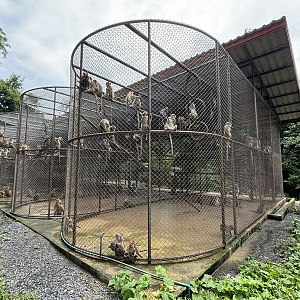 They have 1,200 Crab-eating Macaques