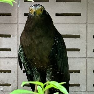 Crested Serpent Eagle