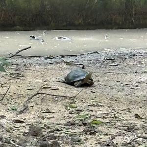 Turtle