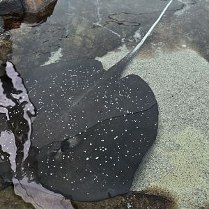 Stingray ID?