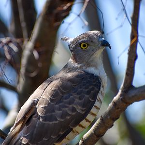Pacific Baza