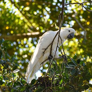 Sulphur-crested Cockatoo