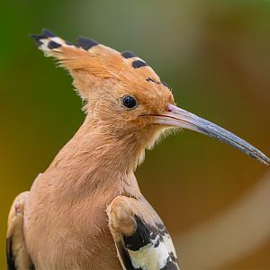 Eurasian Hoopoe (Upupa Epops)