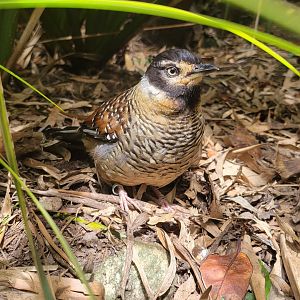 Spotted laughingthrush (Garrulax ocellatus)