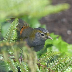 Grey Cheeked Liocichla (male)