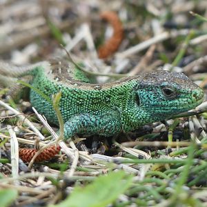 Sand Lizard (male)