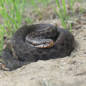 Adder
