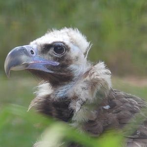 European Black Vulture