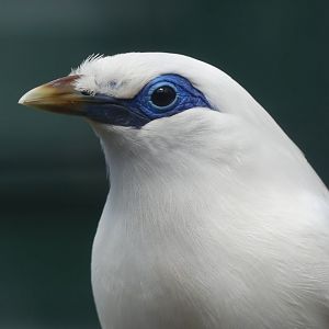 Bali Starling