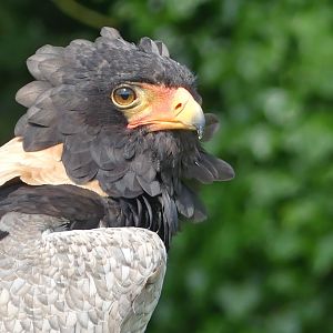 Bateleur