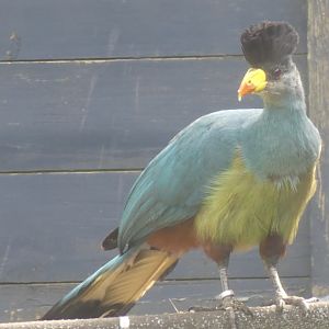 Great Blue Turaco
