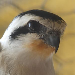 Collared Falconet