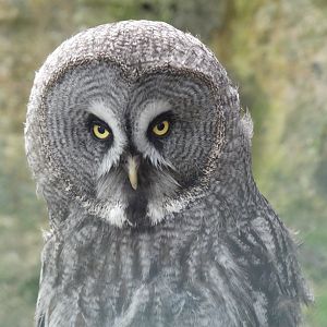 Great Grey Owl