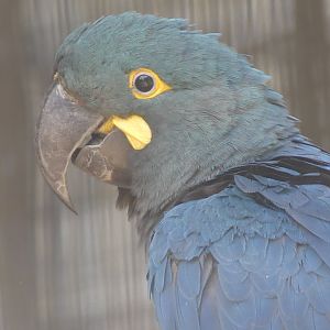 Lear's Macaw