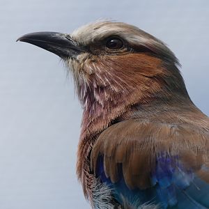 Lilac Breasted Roller