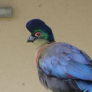 Southern Purple Crested Turaco
