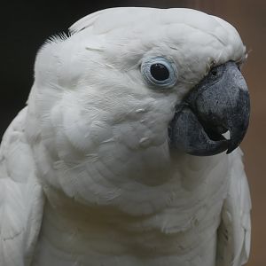Umbrella Cockatoo