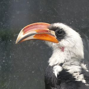 Von Der Decken's Hornbill (male)