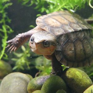 Chinese Big Headed Turtle