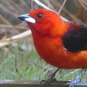 Brazilian Tanager (male)