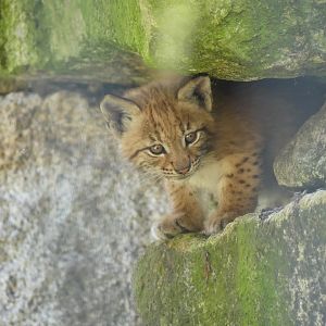 Carpathian Lynx (cub)