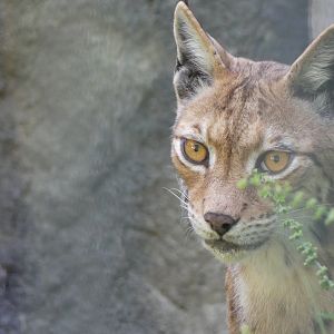 Carpathian Lynx (female)
