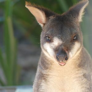Dusky Pademelon