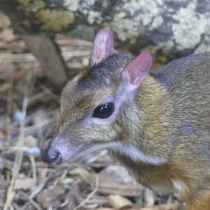 Javan Mouse-Deer
