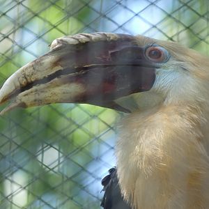 Papuan Hornbill (male)