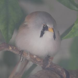 Bearded Tit (male)