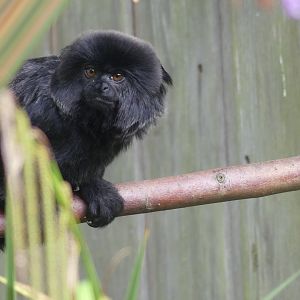 Goeldi's Monkey