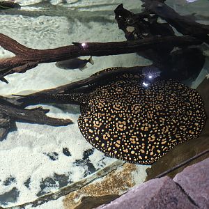 Xingu River Ray Hybrid