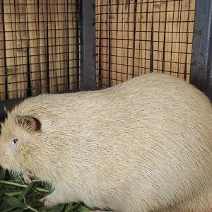 Albino Greater Cane Rat