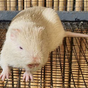 Albino Greater Cane Rat